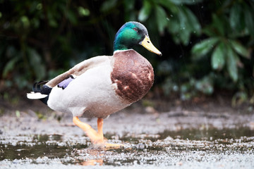 Wall Mural - mallard duck in the rain, Brecon Beacons National park (craig Y nos)