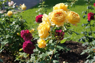 Wall Mural - Bush of red and yellow roses flowers in garden