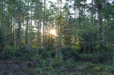 Fototapeta  - Landscape sunrise in forest 