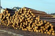 © butus - Сосновый брёвна под открытым небом на складе