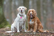 © Mikkel Bigandt - Two dogs