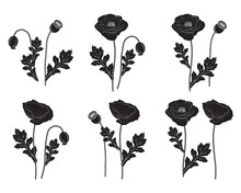 Black Poppy Set - Vector Illustration