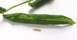 Rose leaf-rolling sawfly /  Blennocampa phyllocolpa