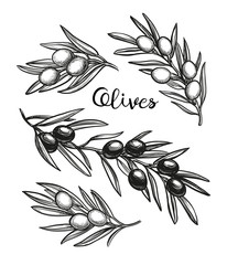 Wall Mural - Hand drawn vector illustration of olive branches.