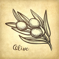 Canvas Print - hand drawn vector illustration of olive branch.