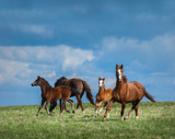 Fototapeta Zwierzęta - Herd of horses walks in field. Two mares with foals on pasture.