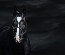 Portrait Of Black Horse With Heart Marks. Unigue And Rare Colored.