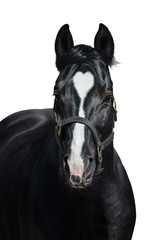 Canvas Print - Black horse with heart marks on white background. Unigue and rare colored.