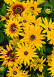 Yellow and maroon Rudbeckia Black eyed susan flowers, a member of the sunflower family 