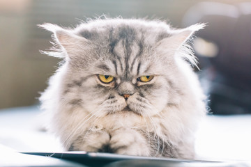 Cute Persian cat or Chinchilla cat lying on the sofa bed.