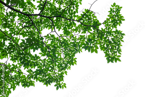 Fototapety Botaniczne  green-leaf-isolated-on-white-background