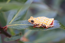 Painted Reed Frog Or Spoted Tree Frog (Hyperolius Viridiflavus) In Zambia