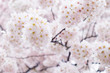 © sirins - Vintage sweet soft tone of sakura or cherry blossom flower full bloom in spring season.