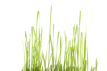 Wall Mural - green grass isolated on white background