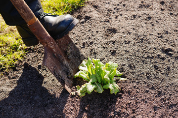 Shovel with soil and plant