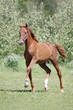 A young red colt trotting on the field on green summer background