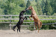 Two horse stallions are playing in the paddock