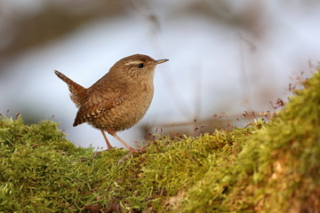 Wall Mural - Troglodytes troglodytes, wren bird sitting on a branch overgrown with moss. Wildlife. The beauty of wildlife. Europe Country Slovakia.