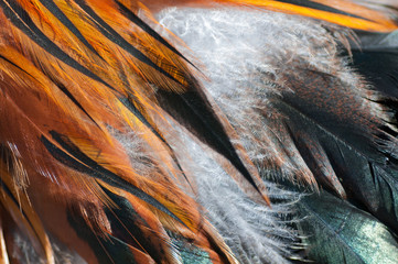 Canvas Print - texture rooster feather red