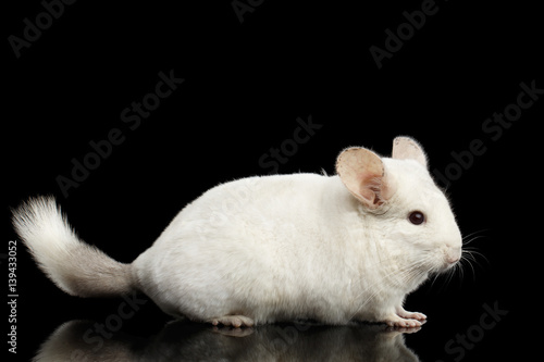 black and white chinchilla