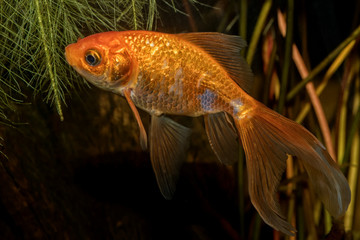 Canvas Print - Portrait of barb fish (Carasius auratus) in aquarium