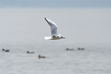 Wall Mural - A flying seagull