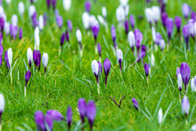 Floral Background Purple White Crocuses