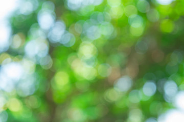 Wall Mural - abstract nature blurred circle green bokeh for christmas or celebration light holiday background.