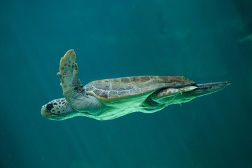 Wall Mural - Loggerhead sea turtle (Caretta caretta).