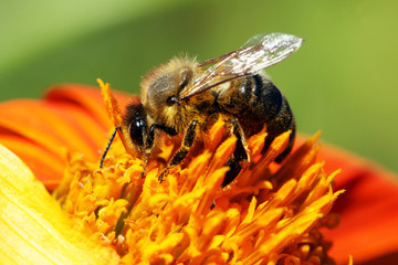 Bee on orange flower in the garden, closeup