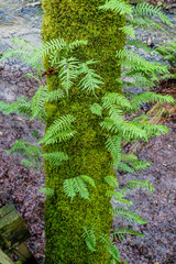 Moss And Ferns 2