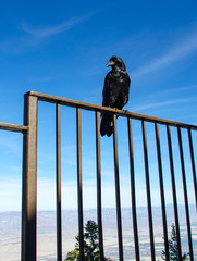 Black Raven perches on railing against Blue sky