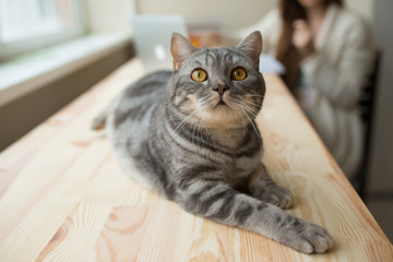 Wall Mural - cute scottish straight cat lying on the table and looking up