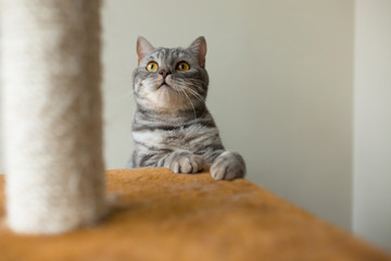 Wall Mural - cute layful gray cat hunting
