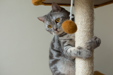 Wall Mural - playful scottish straight gray cat hunting and playing