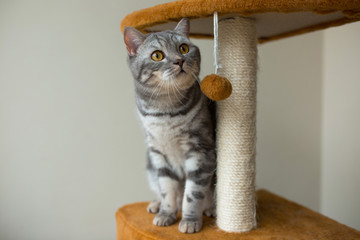 Wall Mural - cute scottish straight gray cat hunting and playing