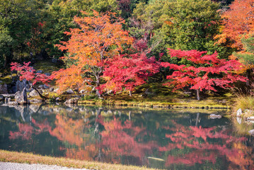 Wall Mural - colorful autumn leaf season japanese garden in japan
