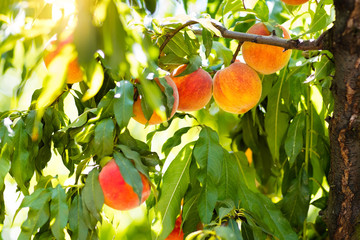 Fresh ripe peach on tree in summer orchard