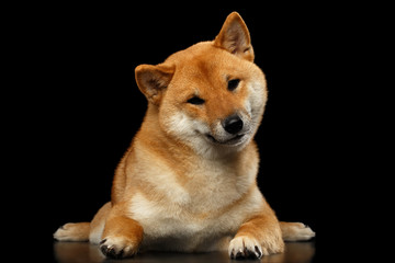 Wall Mural - Shiba inu Dog, Lying and Looks questioning, Isolated Black Background, Front view