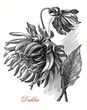 Vintage engraving  of beautiful dahlia flowers, cultivated as garden plant