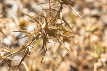 Dry Wither Desert Golden Plant Full Of Thorn And Spike As Aggressive, Dangerous And Intrusive Botanical Background