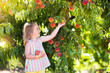 © famveldman - Child picking and eating peach from fruit tree