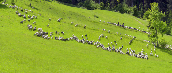 Wall Mural - sheep Carpathians