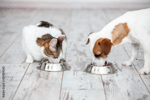 Photo Dog and cat eats food from bowl