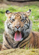 Sumatran Tiger Cub Sticking Tongue Out