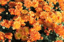 Orange Chrysanthemums. Orange Garden Flowers