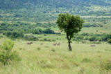 Fototapeta Sawanna - Sawanna w Parku Narodowym Pilanesberg