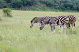 Fototapeta Sawanna - Zebry stepowe Equus quagga w parku narodowym Pilanesberg