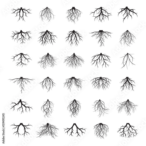 Fotomural Big set of roots and element of trees. Vector Illustration.