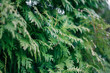 Green cypress branches close-up, soft focus, background